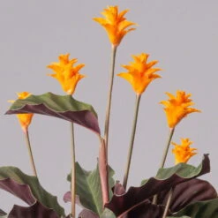 Calathea Crocata, Topf-Ø 14 Cm, Höhe Ca. 40 Cm -Biohort Gartenarbeit Geschaft 0220160082 Calathea crocata T14 42 117753