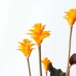 Calathea Crocata, Topf-Ø 14 Cm, Höhe Ca. 40 Cm -Biohort Gartenarbeit Geschaft 0220160082 Calathea crocata T14 7 117630