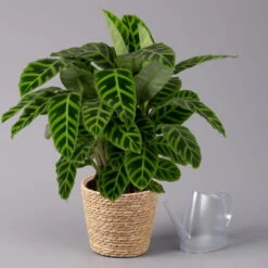 Calathea Zebrina Mit Dekokorb Osaka, Topf-Ø 19 Cm, Höhe Ca. 65 Cm -Biohort Gartenarbeit Geschaft 0220160140 Calathea zebrina im Dekokorb Osaka 3