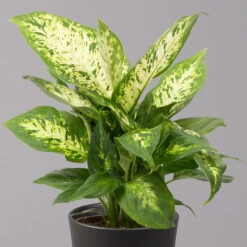 Dieffenbachie 'Compacta' Mit Keramiktopf Dallas Anthrazit, Topf-Ø12cm, 3er-Set -Biohort Gartenarbeit Geschaft 0220170085 Dieffenbachia Compacta mit Topf Dallas anthrazit 2