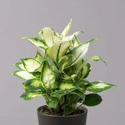 Dieffenbachie 'Cool Beauty ' Mit Keramiktopf Anthrazit, Topf-Ø 12 Cm, 2er-Set -Biohort Gartenarbeit Geschaft 0220170089 Dieffenbachia Cool Beauty Dallas anthrazit 2