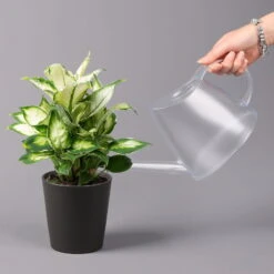 Dieffenbachie 'Cool Beauty ' Mit Keramiktopf Anthrazit, Topf-Ø 12 Cm, 2er-Set -Biohort Gartenarbeit Geschaft 0220170089 Dieffenbachia Cool Beauty Dallas anthrazit 3