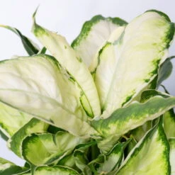 Dieffenbachie 'Cool Beauty ' Mit Keramiktopf Anthrazit, Topf-Ø 12 Cm, 2er-Set -Biohort Gartenarbeit Geschaft 0220170089 Dieffenbachia Cool Beauty Dallas anthrazit 4