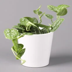 Biohort Gartenarbeit Geschaft -Biohort Gartenarbeit Geschaft 0220180196 Scind pict Argyraeus Topf Dallas weiss 1