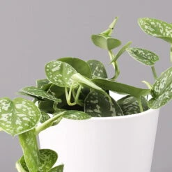 Scindapsus Pictus 'Argyraeus' In Keramitopf Dallas Weiß, Topf-Ø 12 Cm, 3er-Set -Biohort Gartenarbeit Geschaft 0220180196 Scind pict Argyraeus Topf Dallas weiss 2