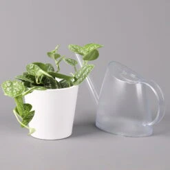 Scindapsus Pictus 'Argyraeus' In Keramitopf Dallas Weiß, Topf-Ø 12 Cm, 3er-Set -Biohort Gartenarbeit Geschaft 0220180196 Scind pict Argyraeus Topf Dallas weiss 3