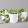 Scindapsus Pictus 'Argyraeus' In Keramitopf Dallas Weiß, Topf-Ø 12 Cm, 3er-Set