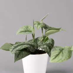 Scindapsus Pictus 'Trebie' In Keramiktopf Dallas Weiß, Topf-Ø 12 Cm -Biohort Gartenarbeit Geschaft 0220180202 Scindapsus pictus Trebie mit Dallas weiss 12cm WS 2