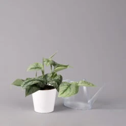 Scindapsus Pictus 'Trebie' In Keramiktopf Dallas Weiß, Topf-Ø 12 Cm -Biohort Gartenarbeit Geschaft 0220180202 Scindapsus pictus Trebie mit Dallas weiss 12cm WS 3