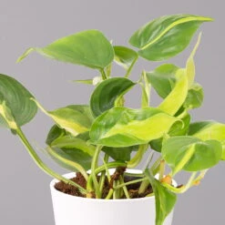 Philodendron 'Brasil' In Keramiktopf Dallas Weiß, Topf-Ø 12 Cm, 3er-Set -Biohort Gartenarbeit Geschaft 0220180291 Philo scandens Brasil in Dallas weiss 12cm 3er Set 3 114655