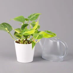 Philodendron 'Brasil' In Keramiktopf Dallas Weiß, Topf-Ø 12 Cm, 3er-Set -Biohort Gartenarbeit Geschaft 0220180291 Philo scandens Brasil in Dallas weiss 12cm 3er Set 4 114656