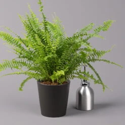 Schwertfarn 'Green Lady' Mit Keramiktopf Dallas Anthrazit, Topf-Ø12cm -Biohort Gartenarbeit Geschaft 0220190127 Nephrolep Green Lady Dallas anthrazit 3