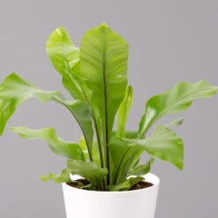 Nestfarn, Mit Keramiktopf Dallas Weiß, Topf-Ø12cm, Höhe Ca. 35 Cm, 2er-Set -Biohort Gartenarbeit Geschaft 0220190131 Asplenium nidus Dallas weiss 2