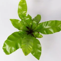 Nestfarn, Mit Keramiktopf Dallas Weiß, Topf-Ø12cm, Höhe Ca. 35 Cm, 2er-Set -Biohort Gartenarbeit Geschaft 0220190131 Asplenium nidus Dallas weiss 4