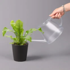 Nestfarn, Mit Keramiktopf Dallas Anthrazit, Topf-Ø12cm, Höhe Ca. 35 Cm -Biohort Gartenarbeit Geschaft 0220190133 Asplenium nidus Dallas anthrazit 3 2 108179