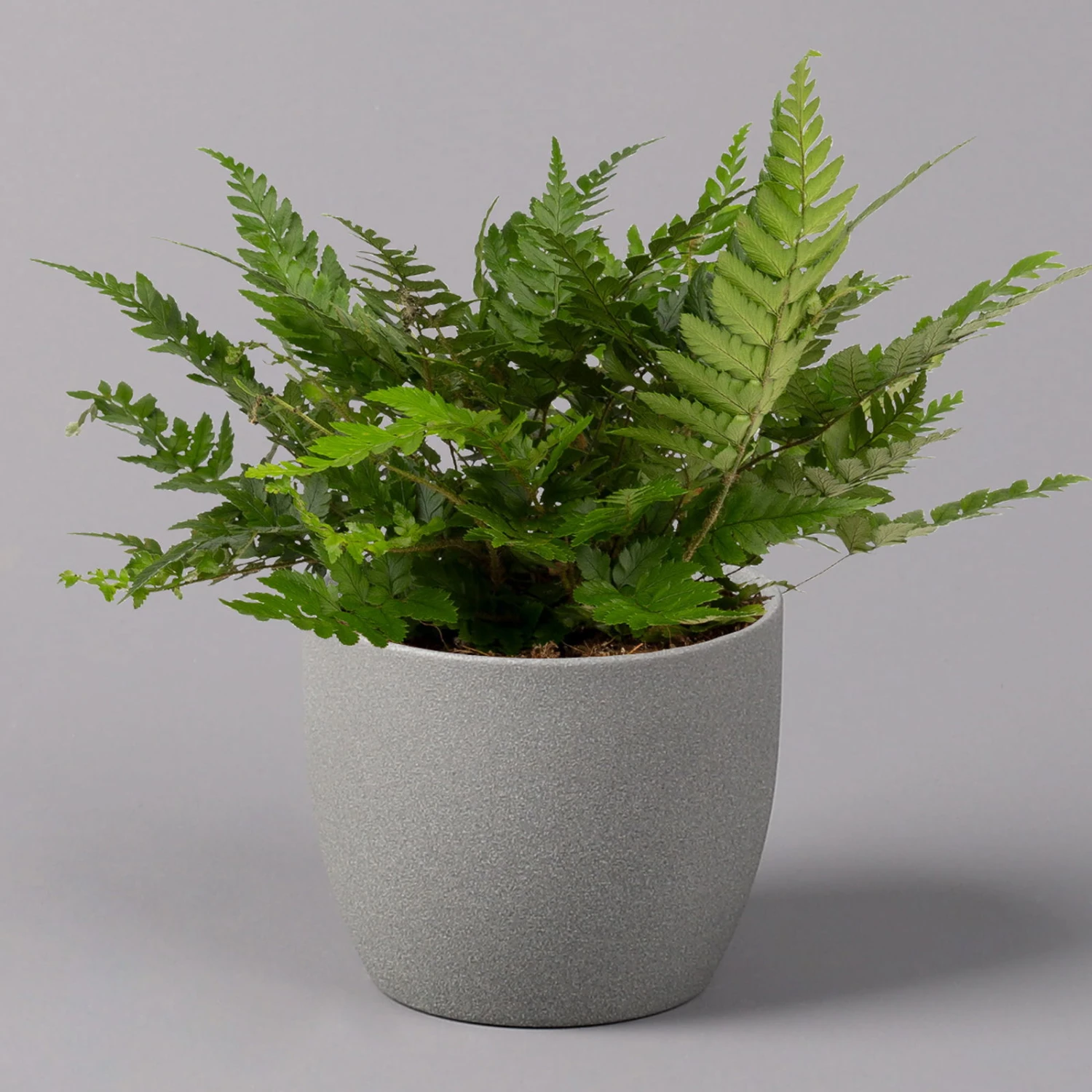 Polystichum Tsus-simense 'Biaristatum', Topf-Ø 12 Cm, Höhe Ca. 23 Cm, 3er-Set 2 Polystichum Tsus-simense 'Biaristatum', Topf-Ø 12 Cm, Höhe Ca. 23 Cm, 3er-Set – Bild 2