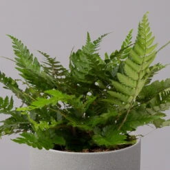 Polystichum Tsus-simense 'Biaristatum', Topf-Ø 12 Cm, Höhe Ca. 23 Cm, 3er-Set 9 Polystichum Tsus-simense 'Biaristatum', Topf-Ø 12 Cm, Höhe Ca. 23 Cm, 3er-Set -Biohort Gartenarbeit Geschaft 0220190145 Polystichum tsussimense Biaristatum 12cm 3er Set 3