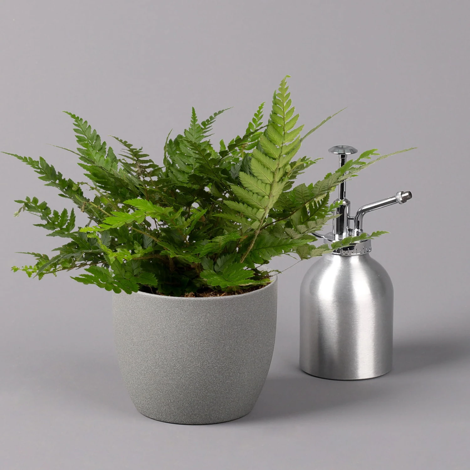 Polystichum Tsus-simense 'Biaristatum', Topf-Ø 12 Cm, Höhe Ca. 23 Cm, 3er-Set 4 Polystichum Tsus-simense 'Biaristatum', Topf-Ø 12 Cm, Höhe Ca. 23 Cm, 3er-Set – Bild 4