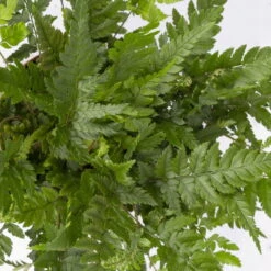 Polystichum Tsus-simense 'Biaristatum', Topf-Ø 12 Cm, Höhe Ca. 23 Cm, 3er-Set 11 Polystichum Tsus-simense 'Biaristatum', Topf-Ø 12 Cm, Höhe Ca. 23 Cm, 3er-Set -Biohort Gartenarbeit Geschaft 0220190145 Polystichum tsussimense Biaristatum 3er Set 7