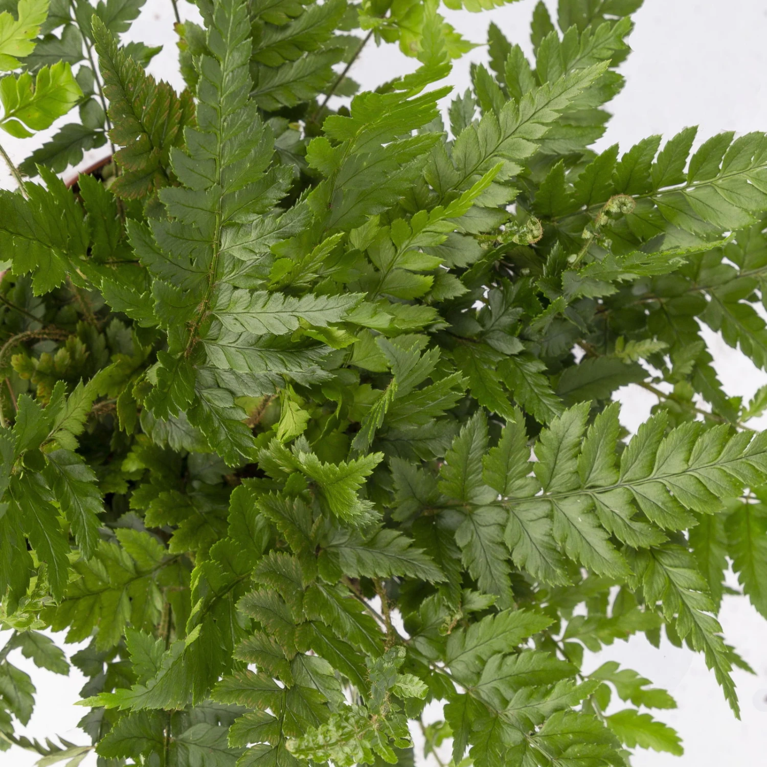 Polystichum Tsus-simense 'Biaristatum', Topf-Ø 12 Cm, Höhe Ca. 23 Cm, 3er-Set 5 Polystichum Tsus-simense 'Biaristatum', Topf-Ø 12 Cm, Höhe Ca. 23 Cm, 3er-Set – Bild 5