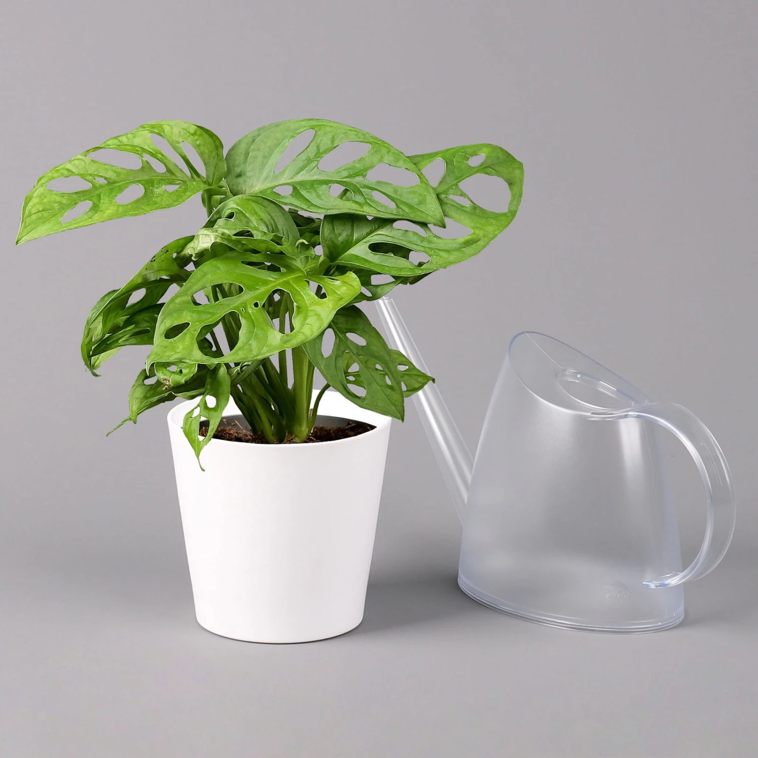 Monstera Adansonii Mit Keramiktopf Dallas Weiß, Topf-Ø 12 Cm, Höhe Ca. 25 Cm 3 Monstera Adansonii Mit Keramiktopf Dallas Weiß, Topf-Ø 12 Cm, Höhe Ca. 25 Cm – Bild 3