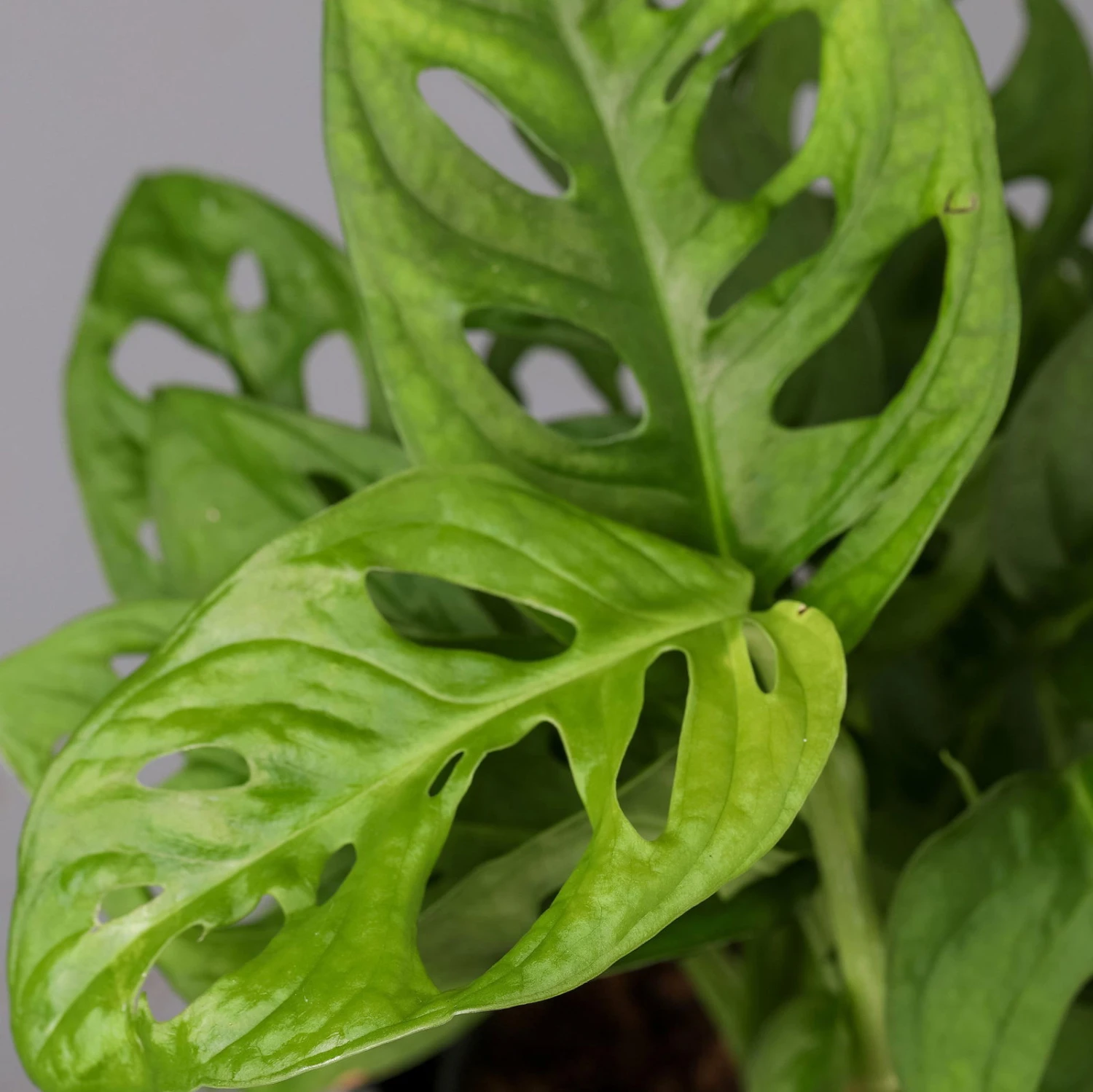 Monstera Adansonii Mit Keramiktopf Dallas Weiß, Topf-Ø 12 Cm, Höhe Ca. 25 Cm 4 Monstera Adansonii Mit Keramiktopf Dallas Weiß, Topf-Ø 12 Cm, Höhe Ca. 25 Cm – Bild 4