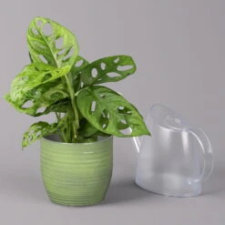 Monstera Adansonii In Keramiktopf Bergamo Grün, Topf-Ø 12 Cm, Höhe Ca. 25 Cm -Biohort Gartenarbeit Geschaft 0220350098 Monstera adans in Uebertopf Bergamo gruen 3