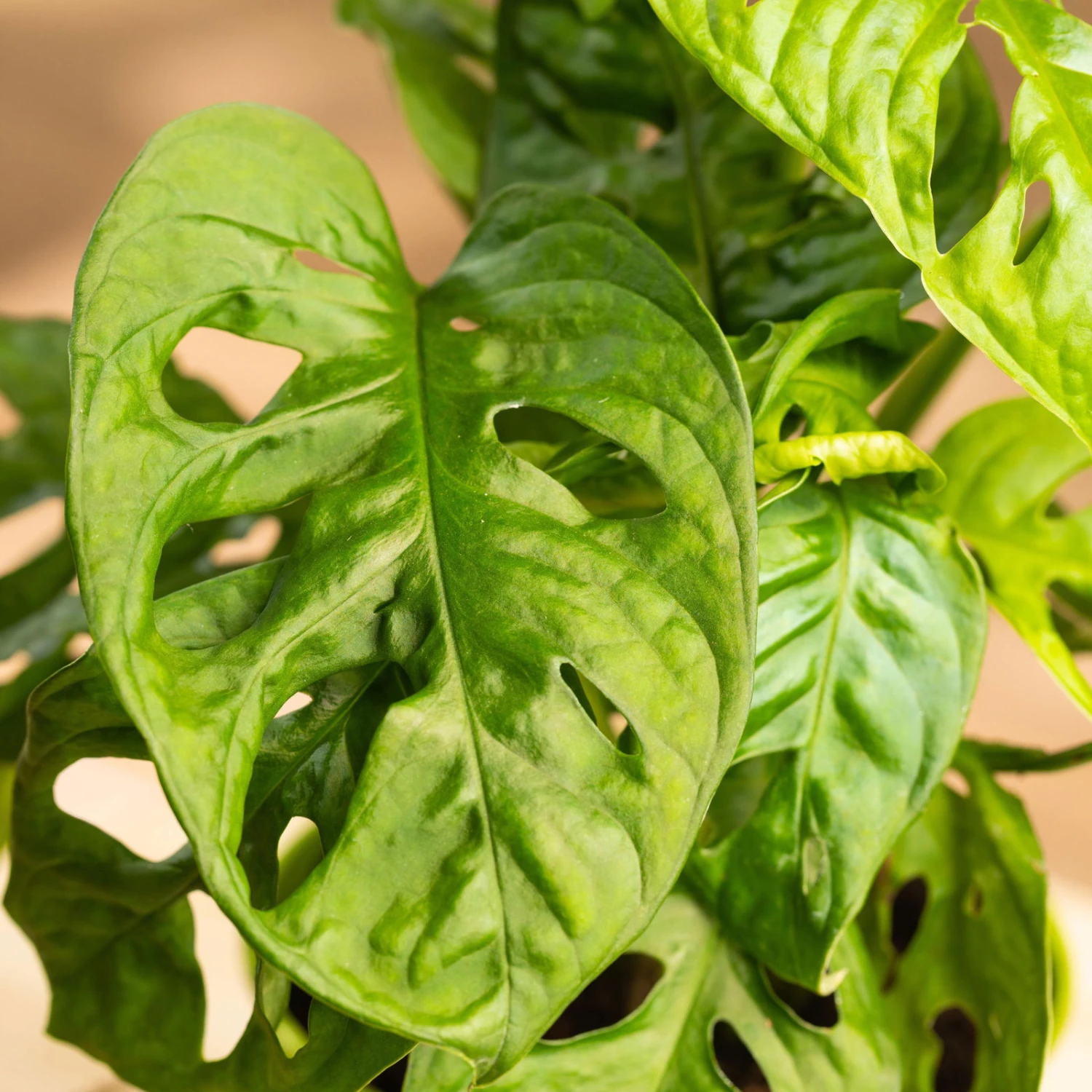 Monstera Adansonii In Übertopf Vibes Gelb, Topf-Ø 12 Cm, Höhe Ca. 25 Cm 2 Monstera Adansonii In Übertopf Vibes Gelb, Topf-Ø 12 Cm, Höhe Ca. 25 Cm – Bild 2