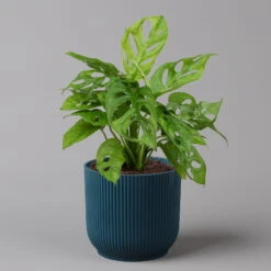 Monstera Adansonii In Übertopf Vibes Blau, Topf-Ø 12 Cm, Höhe Ca. 25 Cm