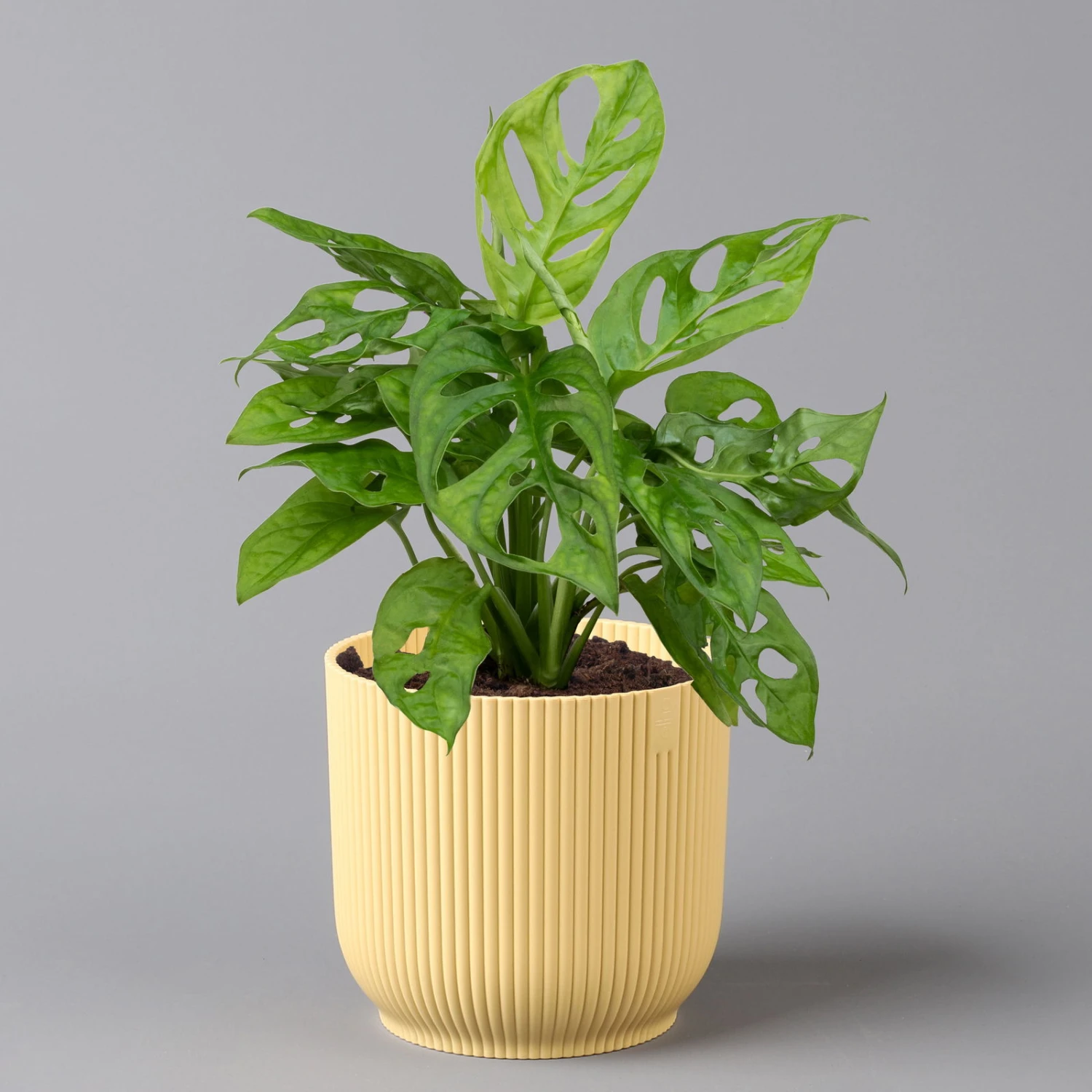 Monstera Adansonii In Übertopf Vibes Gelb, Topf-Ø 12 Cm, Höhe Ca. 25 Cm 1 Monstera Adansonii In Übertopf Vibes Gelb, Topf-Ø 12 Cm, Höhe Ca. 25 Cm