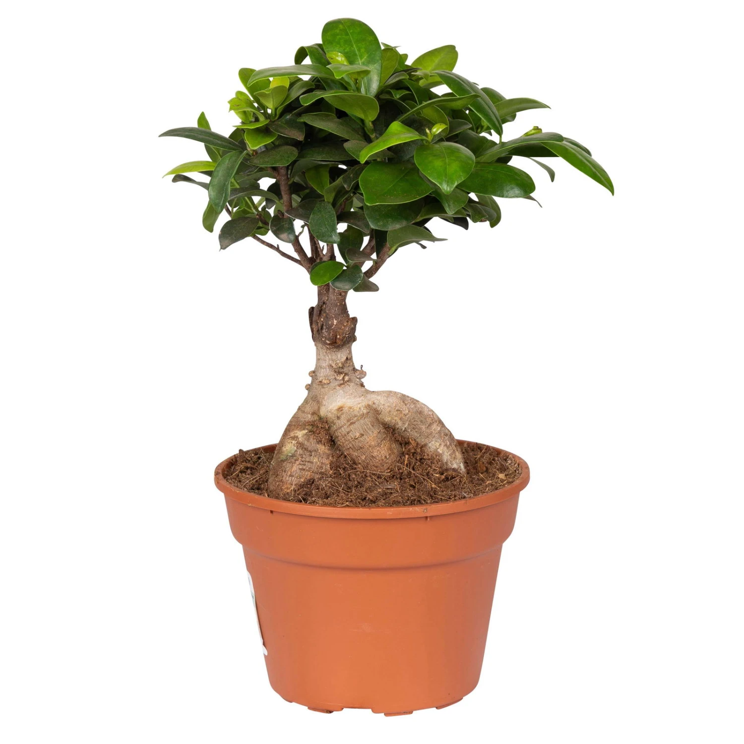 Ficus Microcarpa 'Ginseng', Topf-Ø 17 Cm, Höhe Ca. 40 Cm 1 Ficus Microcarpa 'Ginseng', Topf-Ø 17 Cm, Höhe Ca. 40 Cm