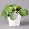 Pilea Peperomioides In Topf Dallas Weiß, Topf-Ø 12 Cm, Höhe Ca. 20 Cm