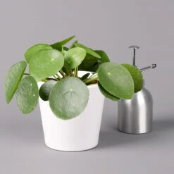 Pilea Peperomioides In Topf Dallas Weiß, Topf-Ø 12 Cm, Höhe Ca. 20 Cm -Biohort Gartenarbeit Geschaft 0220450175 Pilea peperomioides Dallas weiss 32