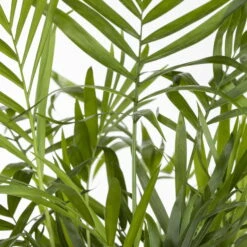 Bergpalme, Topf-Ø 19 Cm, Höhe Ca. 65 Cm -Biohort Gartenarbeit Geschaft 0220502108 Chamaedorea elegans