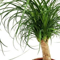 Elefantenfuß In Korb Maki, Topf-Ø 17 Cm, Höhe Ca. 50 Cm 8 Elefantenfuß In Korb Maki, Topf-Ø 17 Cm, Höhe Ca. 50 Cm -Biohort Gartenarbeit Geschaft 0220550439 Beaucarnea rec Stamm im Dekokorb