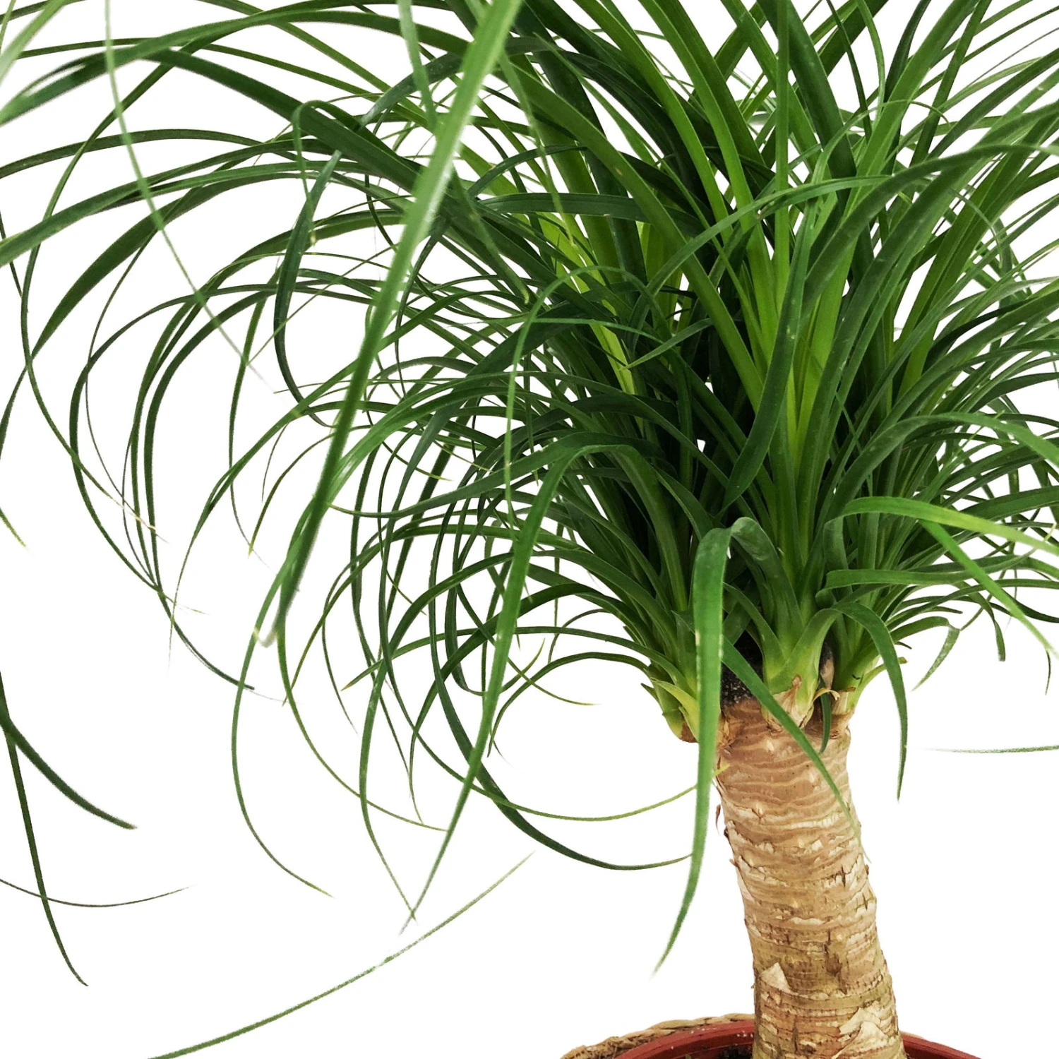 Elefantenfuß In Korb Maki, Topf-Ø 17 Cm, Höhe Ca. 50 Cm 3 Elefantenfuß In Korb Maki, Topf-Ø 17 Cm, Höhe Ca. 50 Cm – Bild 3