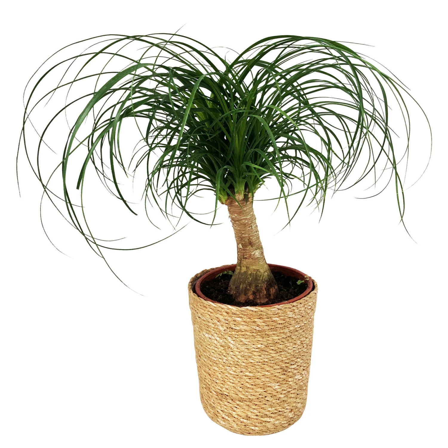 Elefantenfuß In Korb Maki, Topf-Ø 17 Cm, Höhe Ca. 50 Cm 2 Elefantenfuß In Korb Maki, Topf-Ø 17 Cm, Höhe Ca. 50 Cm – Bild 2