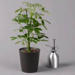 Strahlenaralie 'Nora' Inkl. Übertopf Dallas Anthrazit, Topf 13 Cm Ø -Biohort Gartenarbeit Geschaft 0220550537 Schefflera Nora im Topf Dallas anthra 3