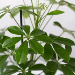 Strahlenaralie 'Nora' Inkl. Übertopf Dallas Anthrazit, Topf 13 Cm Ø -Biohort Gartenarbeit Geschaft 0220550537 Schefflera Nora im Topf Dallas anthra 4