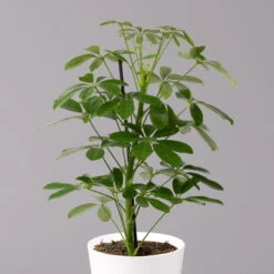 Strahlenaralie 'Nora' Inkl. Übertopf Dallas Weiß, Topf-Ø 13 Cm, 2er-Set -Biohort Gartenarbeit Geschaft 0220550540 Schefflera Nora im Topf Dallas weiss 2