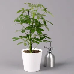 Strahlenaralie 'Nora' Inkl. Übertopf Dallas Weiß, Topf-Ø 13 Cm, 2er-Set -Biohort Gartenarbeit Geschaft 0220550540 Schefflera Nora im Topf Dallas weiss 3