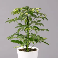 Strahlenaralie 'Gerda' Inkl. Keramiktopf Dallas Weiß, Topf-Ø 13 Cm, 3er-Set -Biohort Gartenarbeit Geschaft 0220550542 Schefflera Gerda im Topf Dallas weiss 2