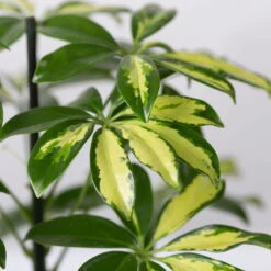 Strahlenaralie 'Gerda' Inkl. Keramiktopf Dallas Weiß, Topf-Ø 13 Cm, 3er-Set -Biohort Gartenarbeit Geschaft 0220550542 Schefflera Gerda im Topf Dallas weiss 4