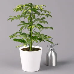 Strahlenaralie 'Gerda' Inkl. Keramiktopf Dallas Weiß, Topf-Ø 13 Cm, 2er-Set -Biohort Gartenarbeit Geschaft 0220550546 Schefflera Gerda im Topf Dallas weiss 3