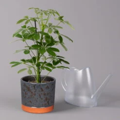 Strahlenaralie 'Nora' In Keramiktopf Lauren Blau, Topf-Ø 13 Cm, Höhe Ca. 45 Cm -Biohort Gartenarbeit Geschaft 0220550562 Schefflera Nora mit Uebertopf Lauren blau 3 113327