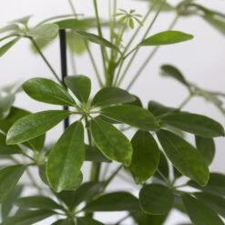 Strahlenaralie 'Nora' In Keramiktopf Lauren Blau, Topf-Ø 13 Cm, Höhe Ca. 45 Cm -Biohort Gartenarbeit Geschaft 0220550562 Schefflera Nora mit Uebertopf Lauren blau 4 113328