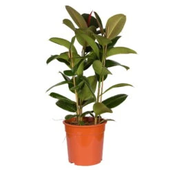 Gummibaum 'Robusta', Topf-Ø 27 Cm, Höhe Ca. 90 Cm -Biohort Gartenarbeit Geschaft 0220750774 Ficus elastica Robusta 27cm Topf Hoehe 90cm 2