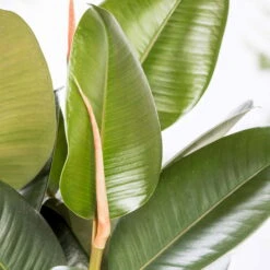 Gummibaum 'Robusta', Topf-Ø 27 Cm, Höhe Ca. 90 Cm -Biohort Gartenarbeit Geschaft 0220750774 Ficus elastica Robusta1