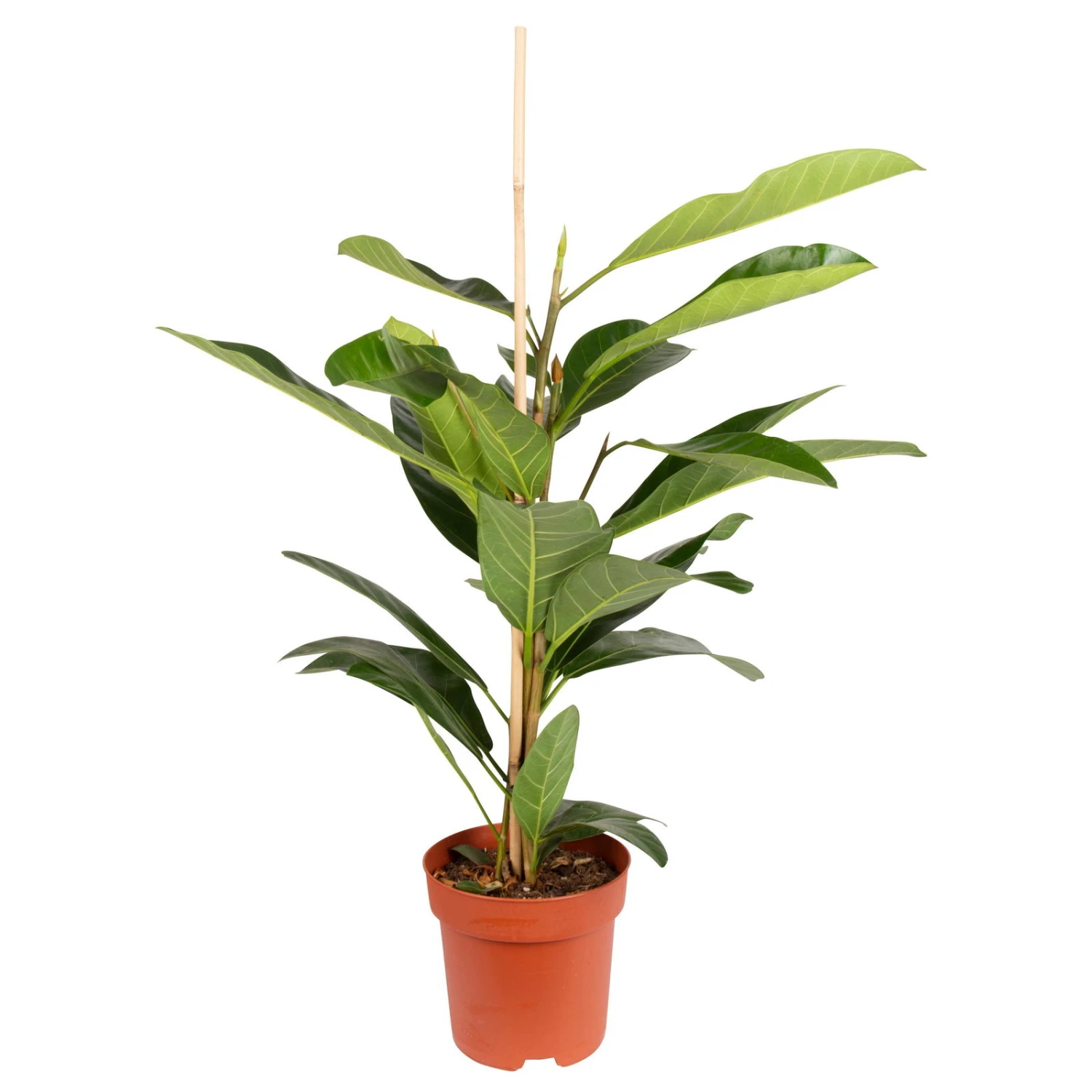 Ficus Benghalensis 'Roy', Topf-Ø 21 Cm, Höhe Ca. 100 Cm 1 Ficus Benghalensis 'Roy', Topf-Ø 21 Cm, Höhe Ca. 100 Cm