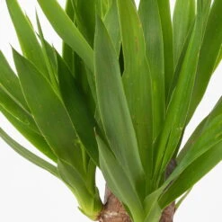 Palmlilie In Keramiktopf Dallas, Topf-Ø 11/12cm, Höhe Ca. 40-45cm, 2er-Set 12 Palmlilie In Keramiktopf Dallas, Topf-Ø 11/12cm, Höhe Ca. 40-45cm, 2er-Set -Biohort Gartenarbeit Geschaft 0220850245 Yucca elephantipes Topf Dallas weiss 4